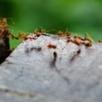 Hormigas sobre madera